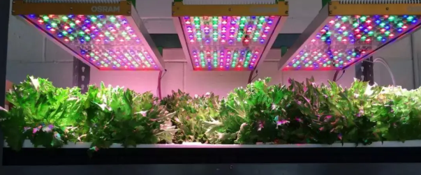 市场规模达百亿！22家照明企业如此布局植物照明(图1)